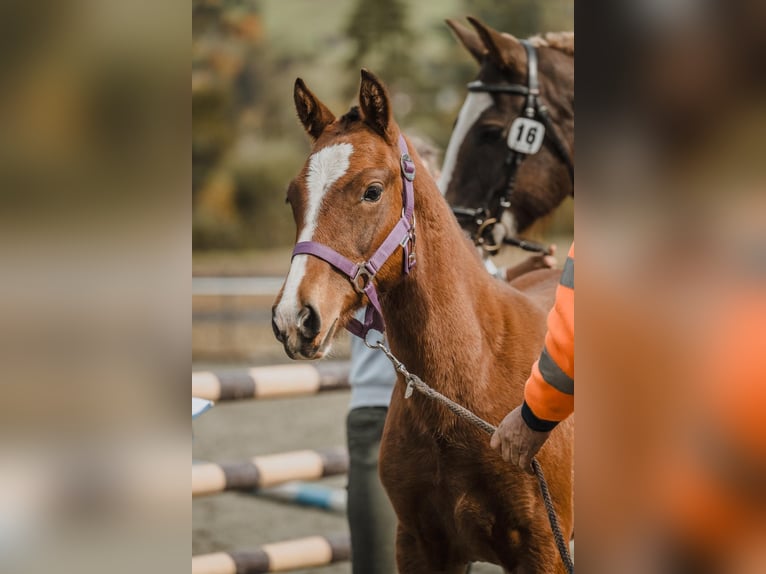 Freiberger Mare Foal (04/2024) Brown in St. Antönien