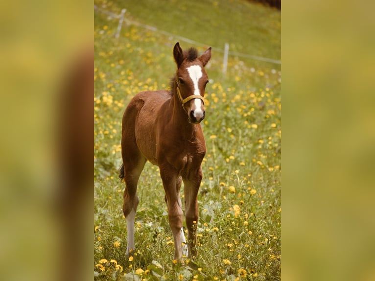 Freiberger Mare Foal (04/2024) Brown in St. Antönien