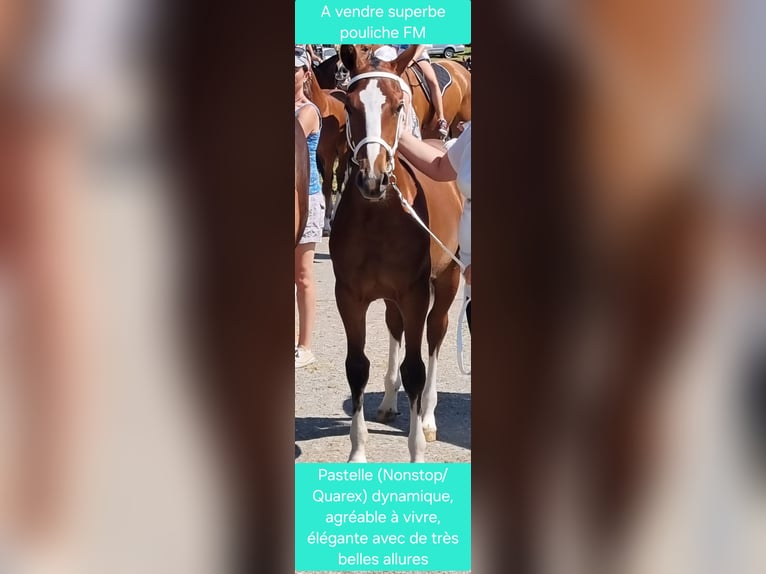 Freiberger Mare Foal (03/2025) Brown in Le Noirmont Freiberger Mare Foal (03/2025) Brown in Le Noirmont