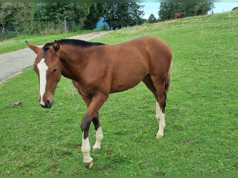 Freiberger Mare Foal (03/2025) Brown in Le Noirmont Freiberger Mare Foal (03/2025) Brown in Le Noirmont