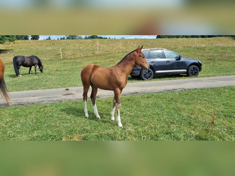 Freiberger Mare Foal (03/2025) Brown in Le Noirmont Freiberger Mare Foal (03/2025) Brown in Le Noirmont