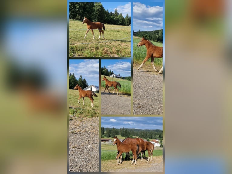 Freiberger Mare  Brown in Les Emibois
