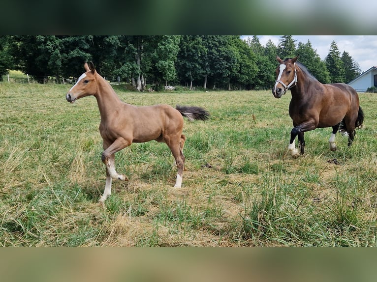Freiberger Mare  Brown in Les Emibois
