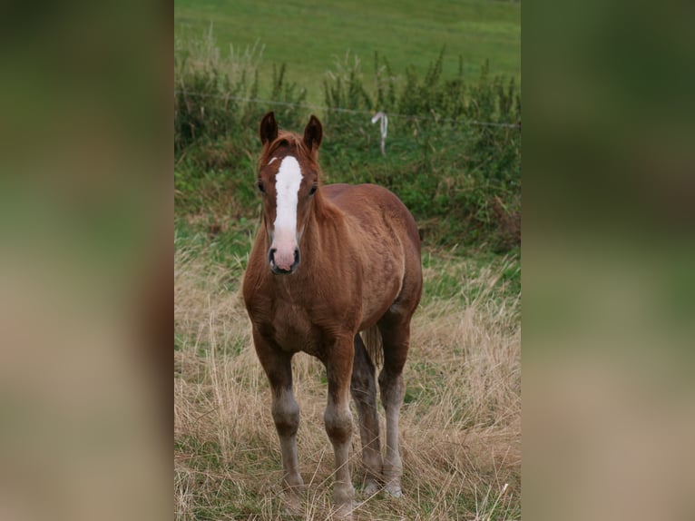 Freiberger Mare Foal (05/2026) Chestnut-Red in Breitenbrunn/Erzgebirge