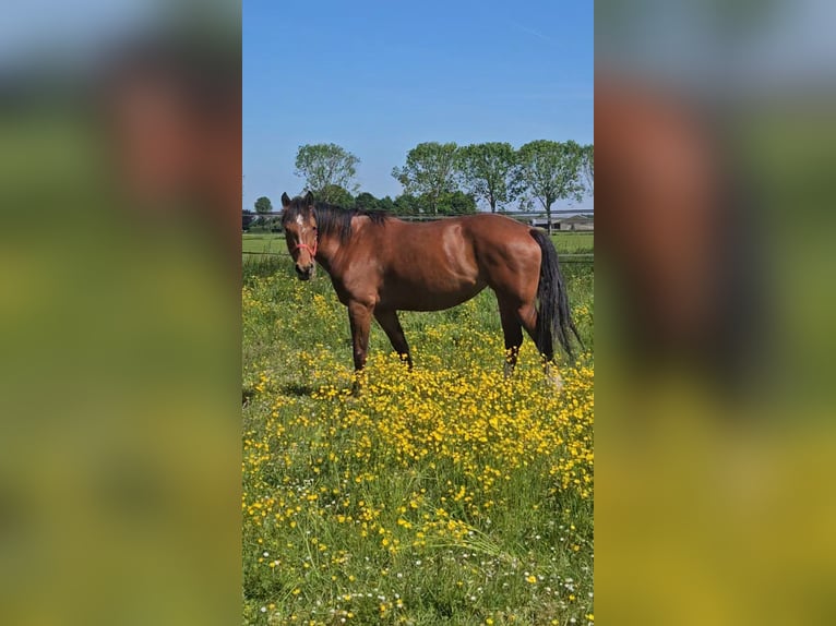 Freiberger Merrie 10 Jaar 155 cm Bruin in Olst