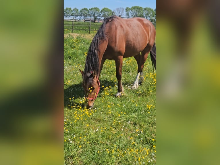 Freiberger Merrie 10 Jaar 155 cm Bruin in Olst