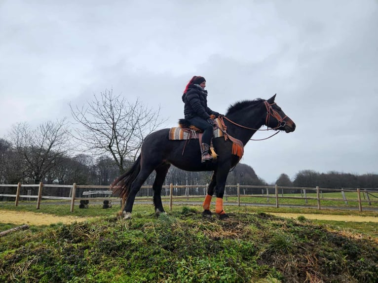 Freiberger Merrie 10 Jaar 160 cm Bruin in Linkenbach