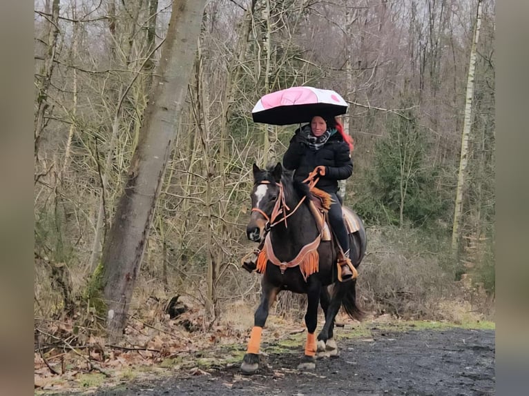 Freiberger Merrie 10 Jaar 160 cm Bruin in Linkenbach