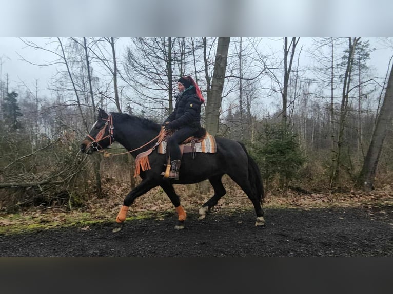 Freiberger Merrie 10 Jaar 160 cm Donkerbruin in Linkenbach