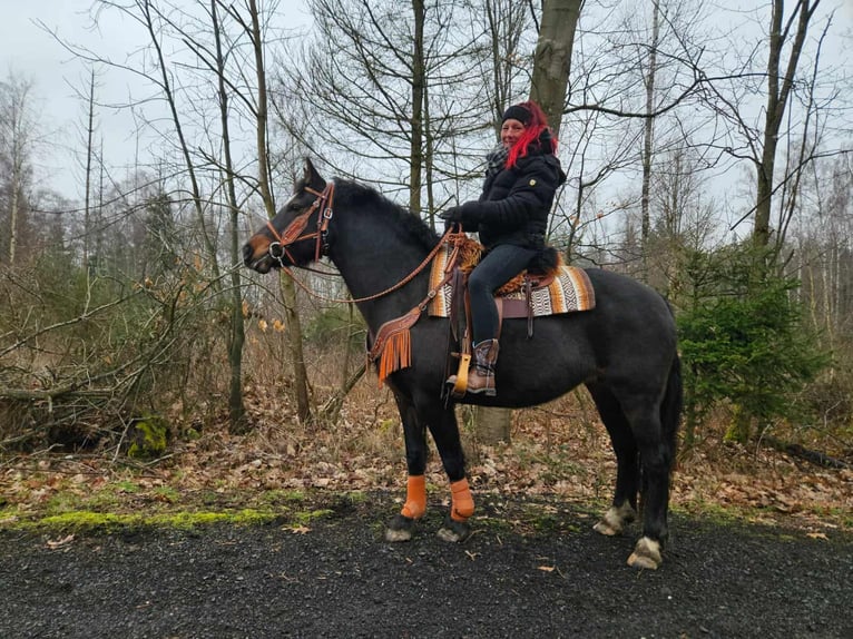 Freiberger Merrie 10 Jaar 160 cm Donkerbruin in Linkenbach