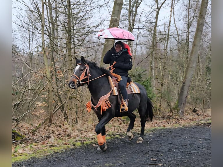 Freiberger Merrie 10 Jaar 160 cm Donkerbruin in Linkenbach