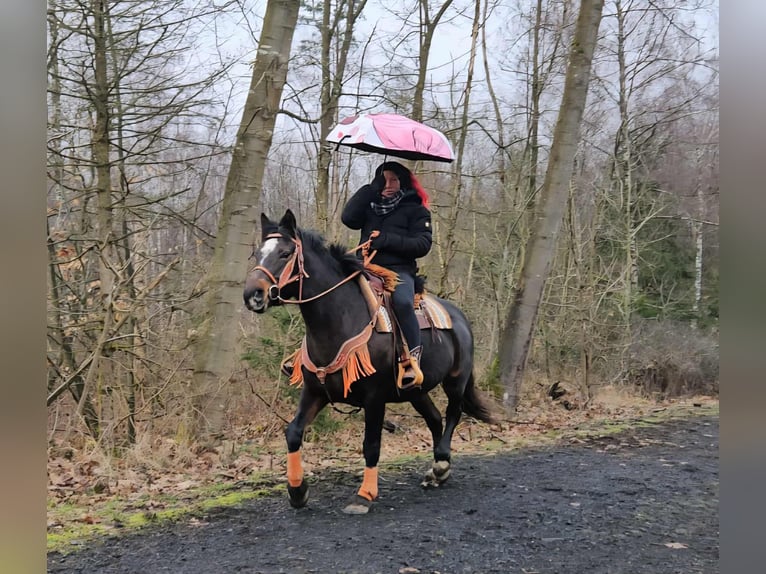 Freiberger Merrie 10 Jaar 160 cm  in Linkenbach