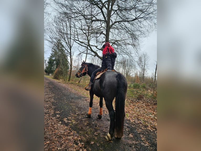 Freiberger Merrie 10 Jaar 160 cm  in Linkenbach