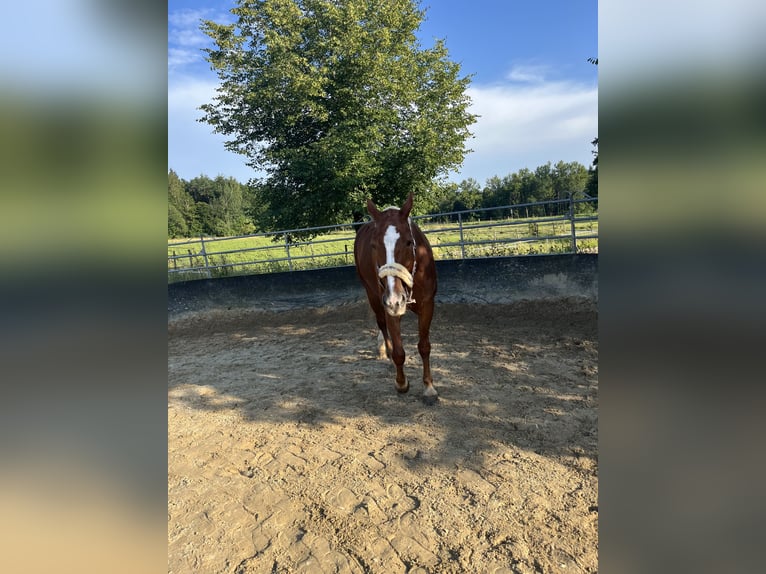 Freiberger Merrie 10 Jaar 168 cm Vos in Stockach