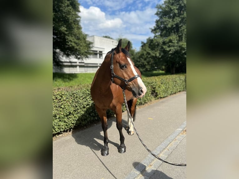 Freiberger Merrie 11 Jaar 155 cm Bruin in Dietikon