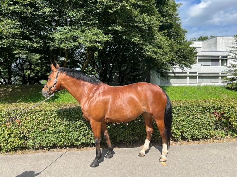 Freiberger Merrie 11 Jaar 155 cm Bruin in Dietikon