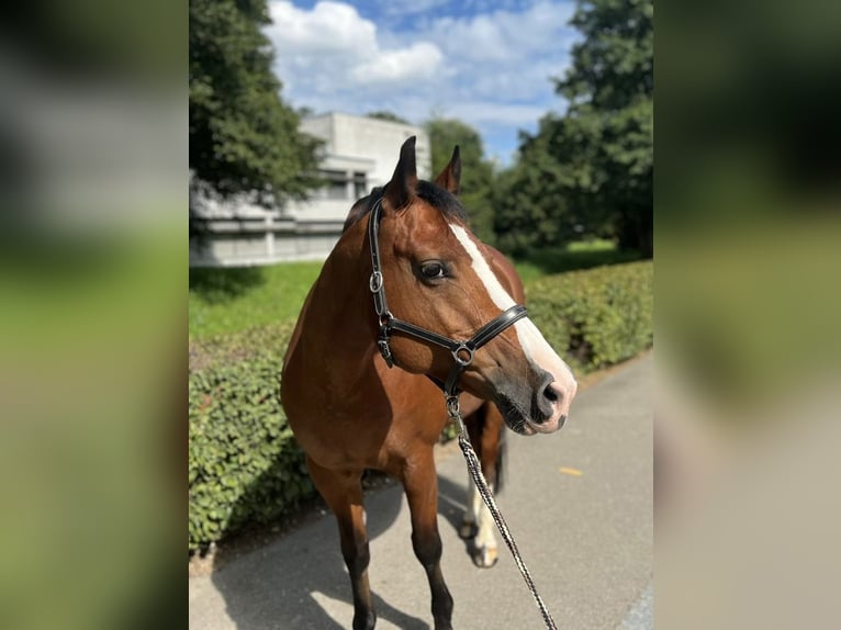 Freiberger Merrie 11 Jaar 155 cm Bruin in Dietikon