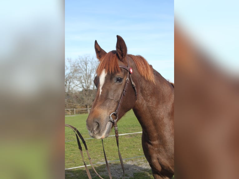 Freiberger Merrie 11 Jaar 155 cm Donkere-vos in Sch&#xF6;nholzerswilen