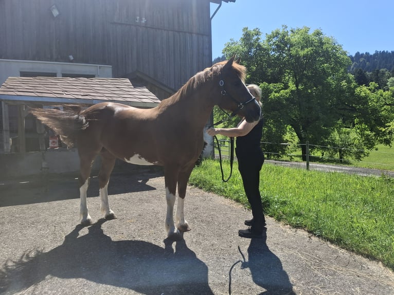 Freiberger Merrie 11 Jaar 155 cm Vos in Hittisau