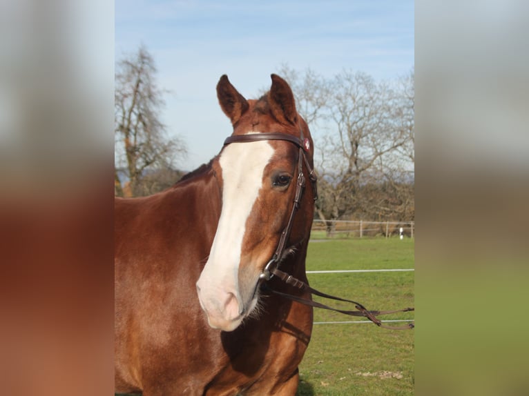 Freiberger Merrie 11 Jaar 156 cm Vos in Schönholzerswilen
