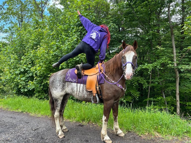 Freiberger Merrie 11 Jaar 159 cm Gevlekt-paard in Linkenbach