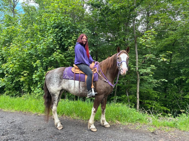 Freiberger Merrie 11 Jaar 159 cm Gevlekt-paard in Linkenbach