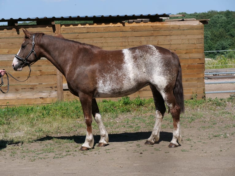 Freiberger Merrie 11 Jaar 160 cm Roodvos in Galenberg