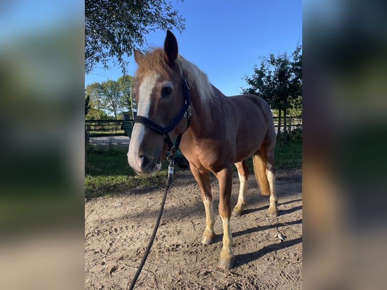 Freiberger Merrie 11 Jaar 160 cm Vos in Tornesch
