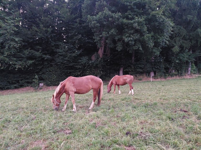 Freiberger Merrie 11 Jaar Vos in Innerberg