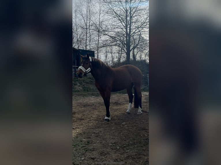 Freiberger Merrie 12 Jaar 155 cm Bruin in Ruderting