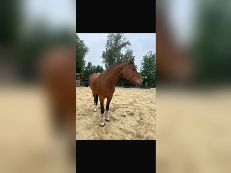 Freiberger Merrie 12 Jaar 155 cm Bruin in Ruderting