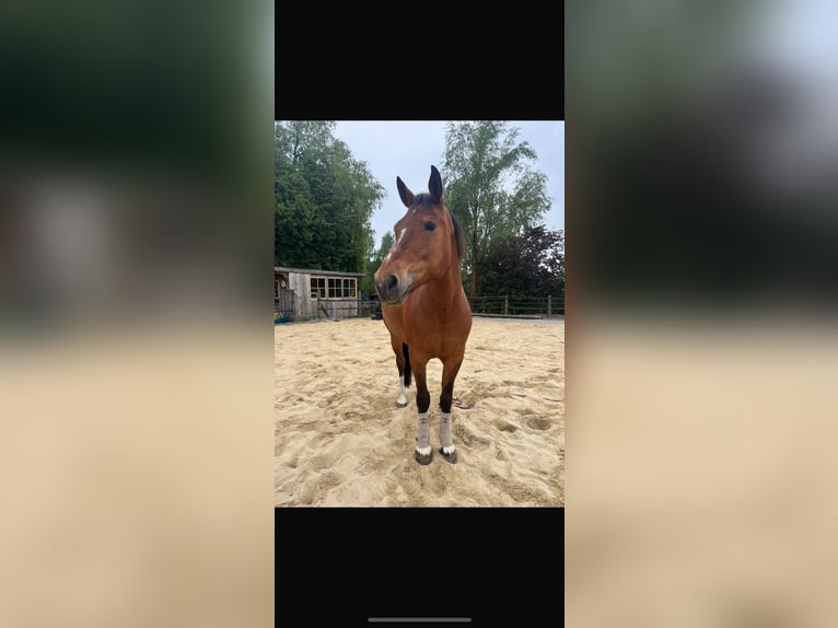 Freiberger Merrie 12 Jaar 155 cm Bruin in Ruderting