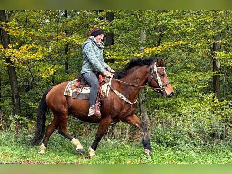 Freiberger Merrie 12 Jaar 155 cm Bruin in Linkenbach