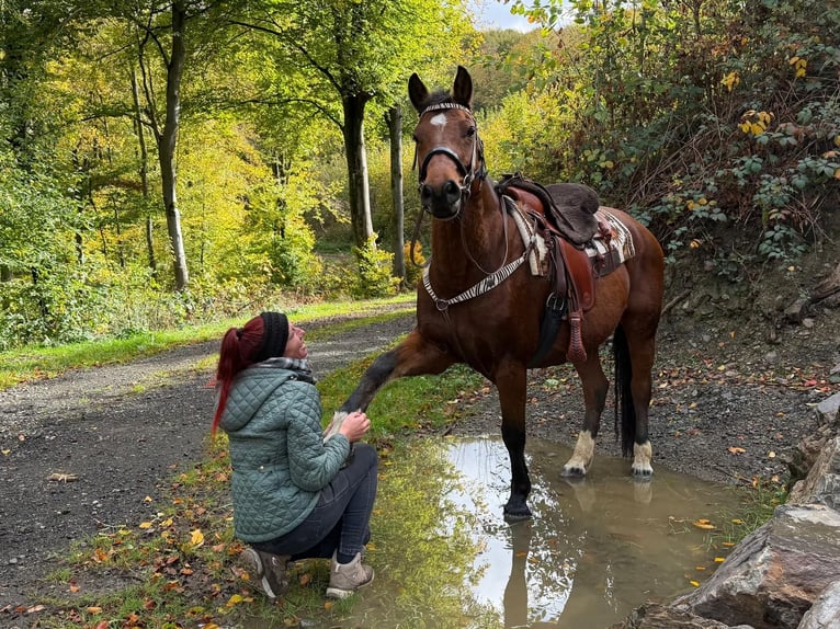 Freiberger Merrie 12 Jaar 155 cm Bruin in Linkenbach