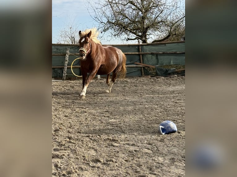 Freiberger Merrie 13 Jaar 152 cm Vos in S&#xFC;nikon