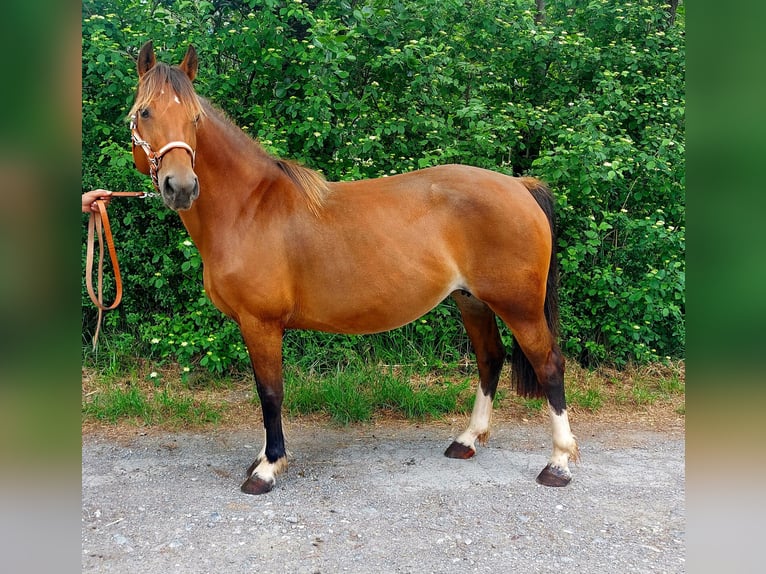 Freiberger Merrie 13 Jaar 157 cm Bruin in Schaan