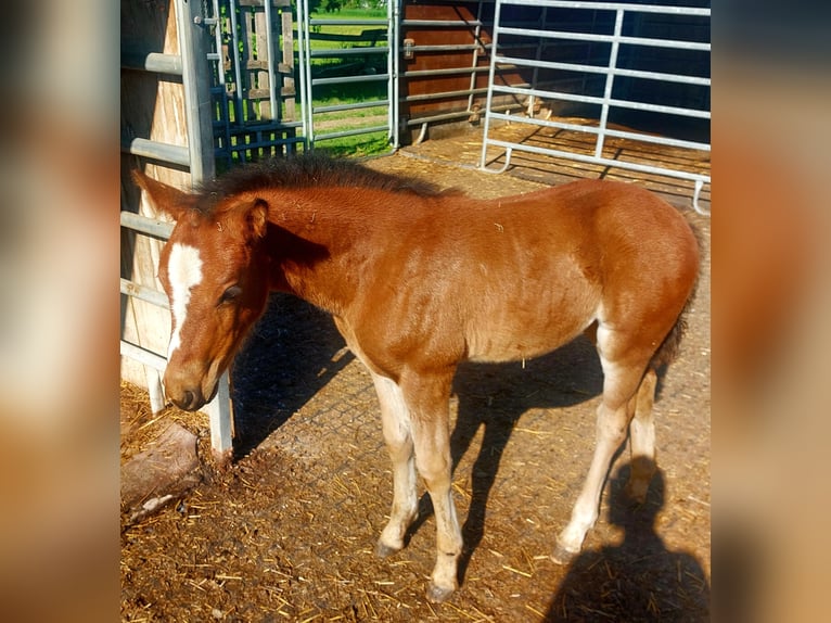 Freiberger Merrie 13 Jaar 157 cm Bruin in Schaan