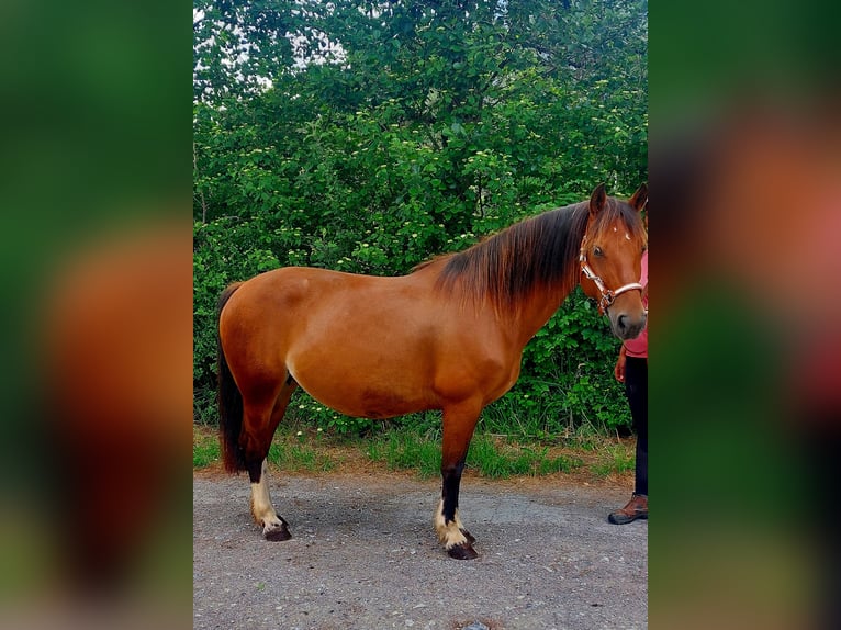 Freiberger Merrie 13 Jaar 157 cm Bruin in Schaan