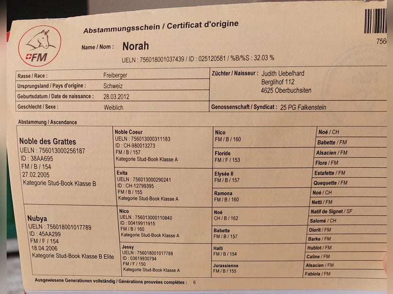 Freiberger Merrie 13 Jaar 157 cm Bruin in Schaan