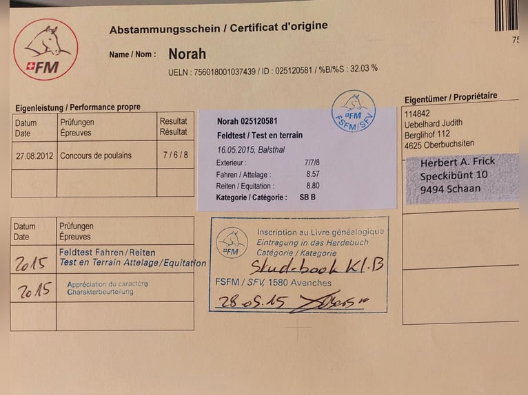 Freiberger Merrie 13 Jaar 157 cm Bruin in Schaan