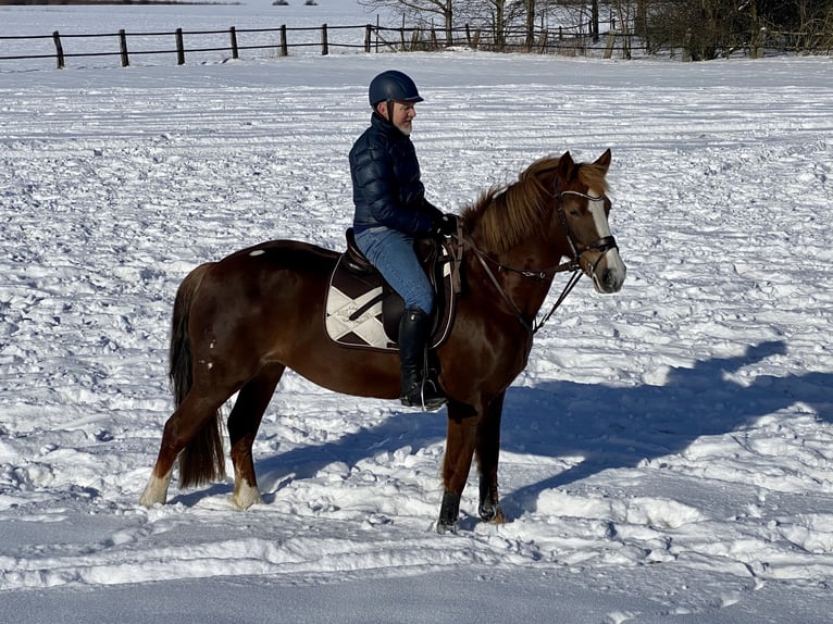Freiberger Merrie 13 Jaar 158 cm Vos in M&#xF6;hneseeM&#xF6;hnesee