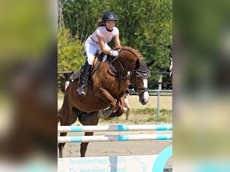 Freiberger Merrie 13 Jaar 158 cm Vos in M&#xF6;hneseeM&#xF6;hnesee