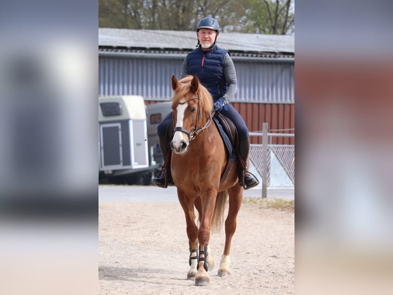 Freiberger Merrie 13 Jaar 158 cm Vos in M&#xF6;hneseeM&#xF6;hnesee