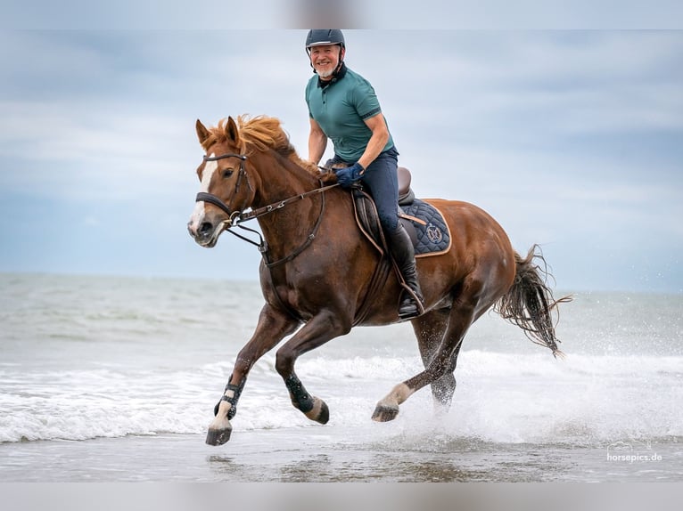 Freiberger Merrie 13 Jaar 158 cm Vos in M&#xF6;hneseeM&#xF6;hnesee