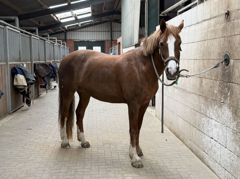 Freiberger Merrie 13 Jaar 158 cm Vos in M&#xF6;hneseeM&#xF6;hnesee
