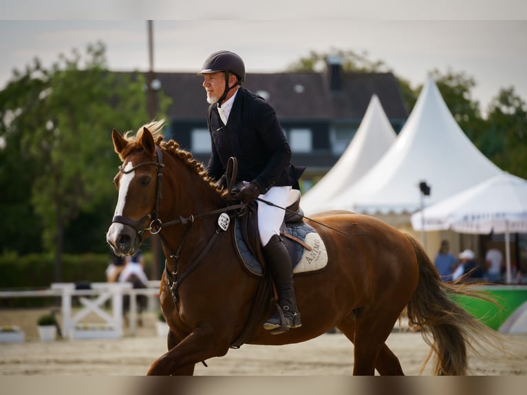 Freiberger Merrie 13 Jaar 158 cm Vos in M&#xF6;hneseeM&#xF6;hnesee
