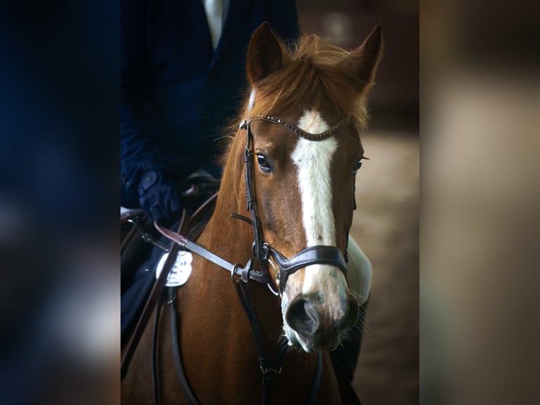 Freiberger Merrie 13 Jaar 158 cm Vos in M&#xF6;hneseeM&#xF6;hnesee