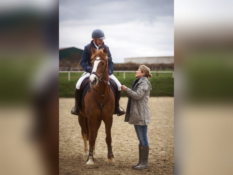Freiberger Merrie 13 Jaar 158 cm Vos in M&#xF6;hneseeM&#xF6;hnesee