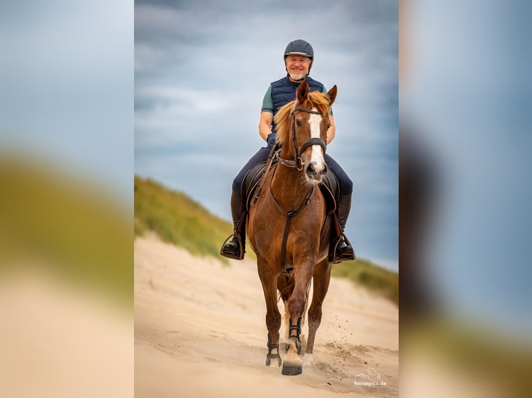Freiberger Merrie 13 Jaar 158 cm Vos in M&#xF6;hneseeM&#xF6;hnesee