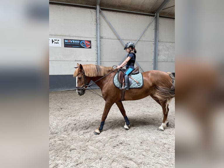 Freiberger Merrie 13 Jaar 158 cm Vos in M&#xF6;hneseeM&#xF6;hnesee